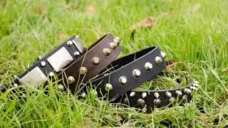 Fashion Dog Collars for Walking and Training