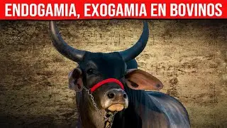 🔴 VACAS LECHERAS Y CARNICAS Endogamia y Exogamia Mejorando La Salud Y La Producci&oacute;n En Bovinos  ✅