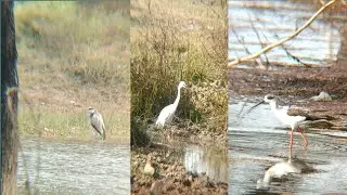 Great blue heron bird/snowy egret bird/stilt bird live video/ बगुला लाइव वीडियो/bagula video 