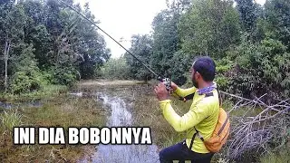 RAWA BERRUMPUT SARANG IKAN GABUS BESAR