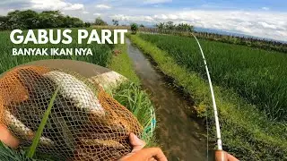 ANEH BIN AJAIB‼️PARIT KECIL SAWAH INI PENUH IKAN GABUS || CASTING PUN JADI MENYENANGKAN