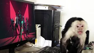 ApeAttack goes monkey mode in Valorant