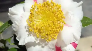 Evening/January 31, 2026 - Contact: 0338531359 - Selling camellia flowers, various flower types, ...