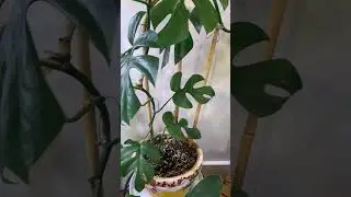 Mini Monstera rooting in my Wall! #houseplant #plants #urbanjungle