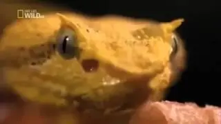 The Most Dangerous Snakes : The eyelash viper ( Bothriechis schlegelii ) !