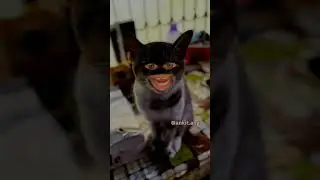 Bagarbilla Bagad billa   trending  catphoto  catlover  catselfie  catinstagram  catphotograph