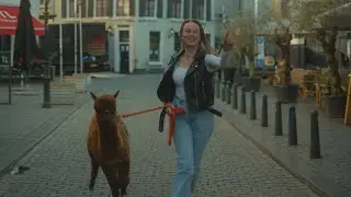 De Alpacinos - Mijn Alpaca (Carnaval 2025)