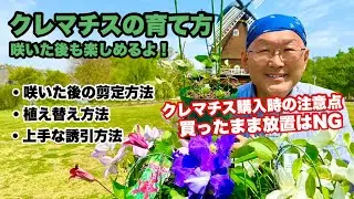 【園芸】クレマチス、購入後のお手入れ方法は？剪定や誘引など、植え替え時のポイントをプロが解説！