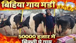 Bihiya Pashu Mandi: Itni sasti Gaye kahi nahi milegi! 😱 | Bihiya Mela 2025