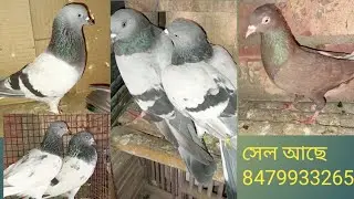 ঠিকানা মুর্শিদাবাদ বেলডাঙ্গা উত্তরপাড়া এখানে পায়রা বিক্রি করা হয় 8479933265
