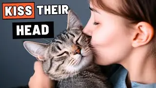 Поцелуйте голову своей кошки, и произойдет ЭТО 🐾 (каждый владелец кошки должен знать!)