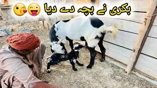 ALLAH Kay Karam Sa Bakri Na Bacha Dy Diya 🐏 | Goat Farming in Pakistan 