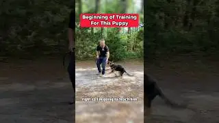 First Day of Training for a German Shepherd Puppy