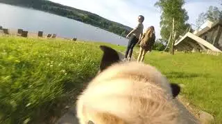 gopro - running pug