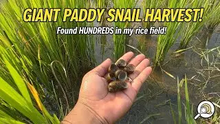 Giant Paddy Snail 🐌 in beautiful rice fields | Enjoying with nice viewer rice field with Sunset 🌅🌆