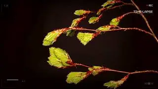Beech | How it blooms and grows | Time lapse