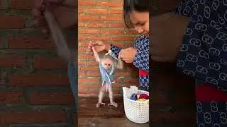 Chamroeun And Luna Play  #monkey #cuteanimal #babymonkey