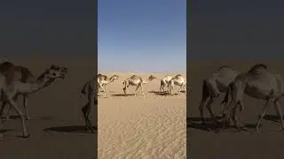 Camel caravan