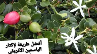أفضل طريقة للحصول على نبات الكاريزيا ( ياسمين افريقي ) #كاريزيا #ياسمين #Carissa
