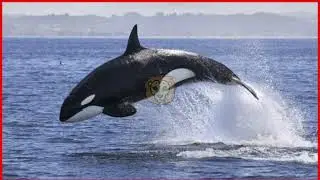 jessica radcliffe orca video | orca trainer jessica radcliffe |orca killed trainer|jessica radcliffe