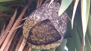 Large creepy wasp nest