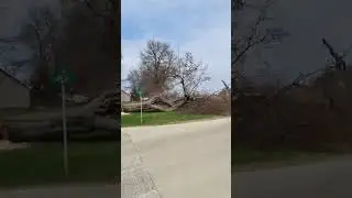 TIMBER | Pushing DANGEROUS silver maple tree over