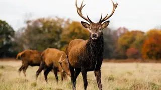 Jungle Ki Asli Duniya 🌿 | Real Jungle Life | Animals & Birds Natural Forest Video