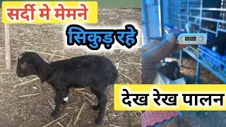Bakri Ke bacche Kaf Rahe |Sardi Me Bakri Palan|Vimalumrao