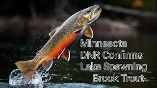 Minnesota DNR Confirms Spawning Brook Trout in Lake Superior, Are They Coasters?