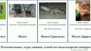 Млекопитающее, отряд хищные, семейство мадагаскарские виверры мунго mammal Фосса Vital Даррелла