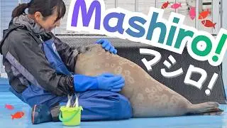 Rescued Baby Ringed Seal Grows Round and Chonky 🦭 Baby Mashiro's Story!【まんまる】保護アザラシの成長がすごすぎる！マシロ! 💖