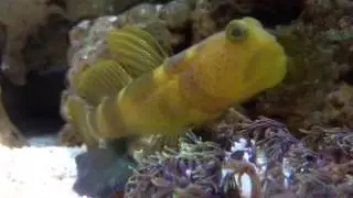 Yellow watchman goby after turning lights on
