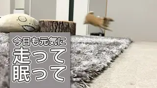 今日のへやんぽ
