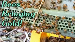 🔴Live Amazing Bee Pollen Collection | Bees Working Hard Today