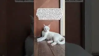 Ang mga pusa ay hindi 