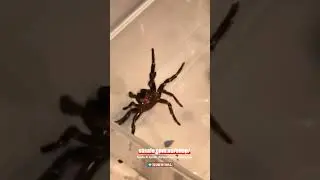 Funnel-web Spider