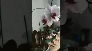 Orkide Sulama Y&ouml;ntemim