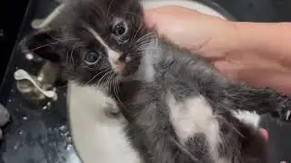 Dirty Kitten Being Brave at Bath Time and Blow Dry