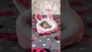 Miss. Jelly Tot loves her New Bed 💖🐹💖 #shorts #pets #pet