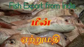 Fish export business in india | Shrimp, Fin fish, cuttle fish, Squid | Part-1 | Gokul Export