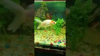 #aquariumfish #lifeisbutadream #shortvideo #fishingvideo