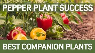 Best Companion Plants for Thriving Pepper Plants