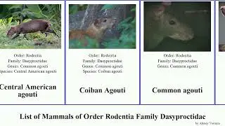 List of Mammals of Order Rodentia Family Dasyproctidae agouti acouchi exilis Common Brazilian City