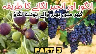 Fig And Grape vine growing method  For Beginners. The Gardening Hub