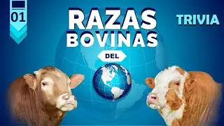 &diams;️TRIVIA&diams;️ - 🐮RAZAS BOVINAS DEL MUNDO🐮 - PARTE 1