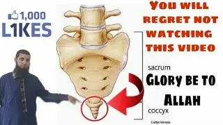 Islamic Evidence on Resurrection Coccyx (Uujbu dhanab) عجب الذنب