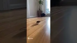 #MouseChasesCat #BraveMouse #FunnyPet #CatVsMouse #PetRoleReversal