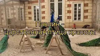 Павлин - царственная птица красоты 🦚