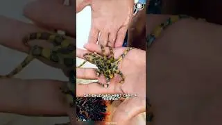 Синекольчатый осьминог ⚠️ НЕ трогать: смертельный укус!