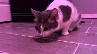 Cat Eats Mouse | Whole Prey vs Commercial Raw Cat Food | Raw Feeding